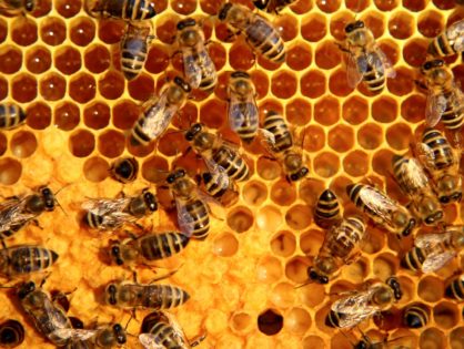 Apiterapia. Miód, propolis, pyłek, mleczko, pierzga, jad i wosk jako pszczele środki lecznicze KOMPENDIUM