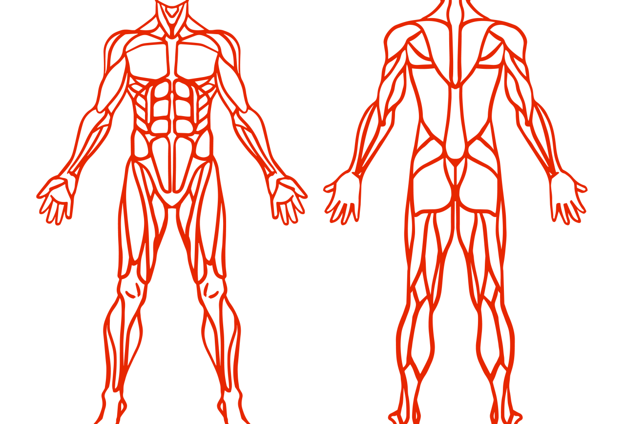 Bóle mięśni, zakwasy i skurcze mięśniowe. Leczenie i zapobieganie