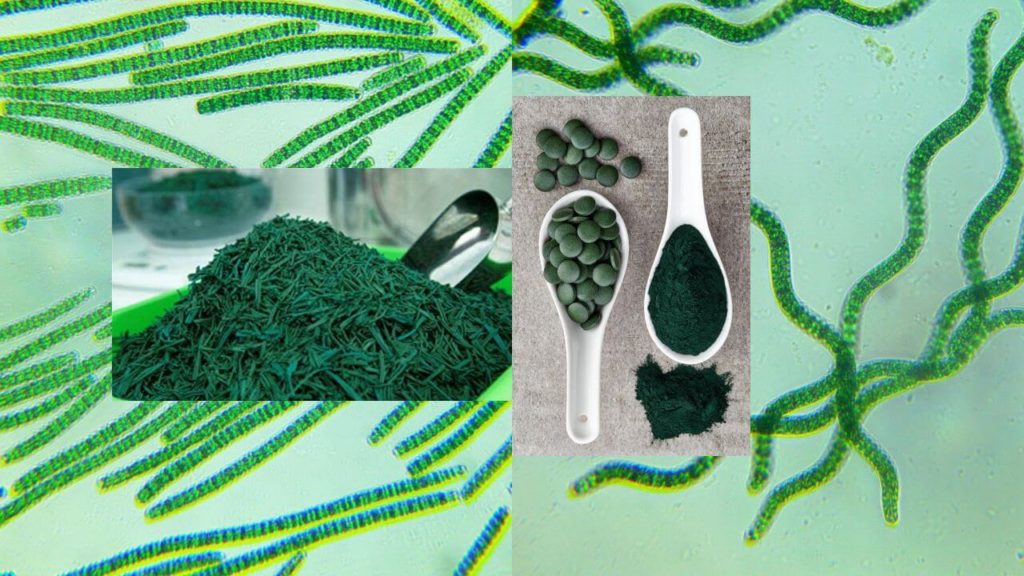 Spirulina platensis, pacifica. Kompletny zielony pokarm białkowy. Praktyczna charakterystyka