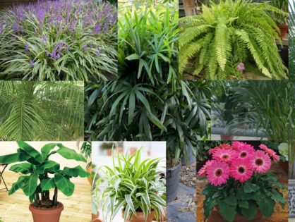 Kwiaty i inne rośliny oczyszczające powietrze z toksyn. Ponad 30 najlepszych filtrujących roślin doniczkowych do domu, mieszkania i sypialni RANKING