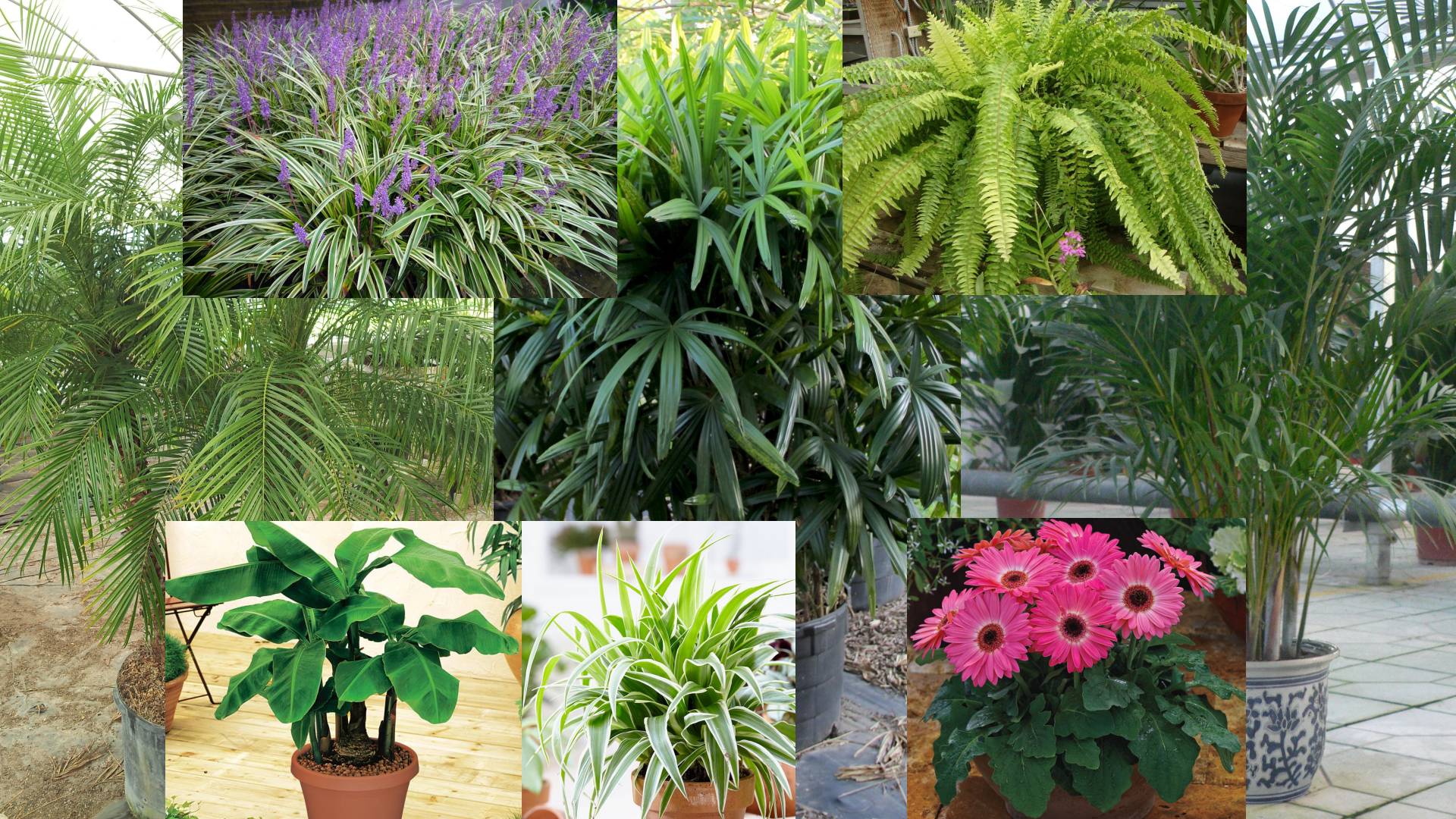 Kwiaty i inne rośliny oczyszczające powietrze z toksyn. Ponad 30 najlepszych filtrujących roślin doniczkowych do domu, mieszkania i sypialni RANKING